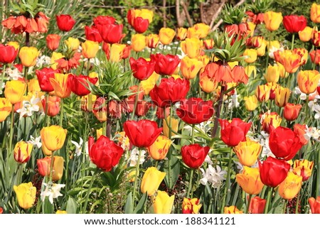 Spring tulip flower gardens holland