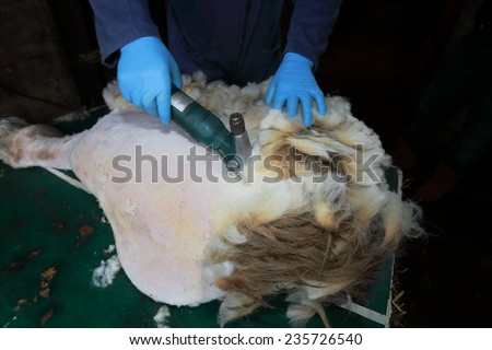 wool shearing sheep for wool yarns