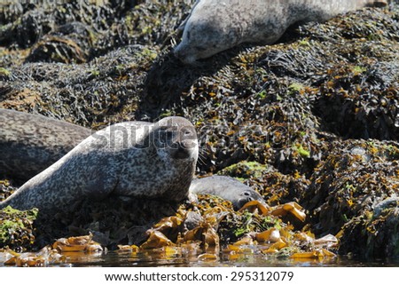 common seal gray mammal marine northern europe scotland