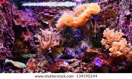 Lovely aquarium - A photo of a lovely, colorful aquarium