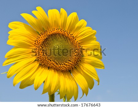 sunflower against the backdrop of the sky