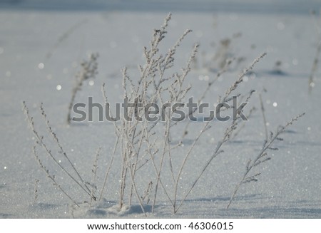 snow, winter, grass