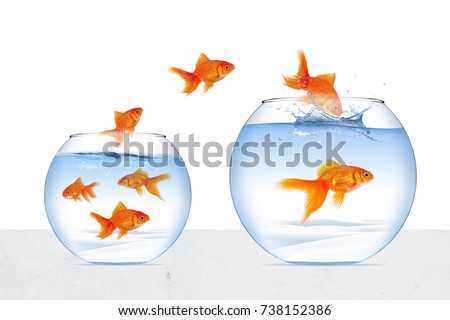 Picture Goldfish
