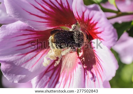 Pollen Encrusted Bumblebee On A Rose of Sharon Flower