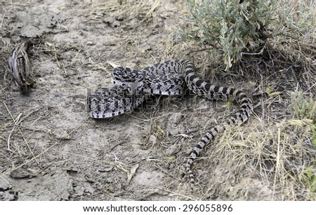 Oregon Bull/Great Basin Gopher Snake, Succor Creek, Southeastern Oregon
