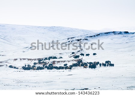 Cows on ice field