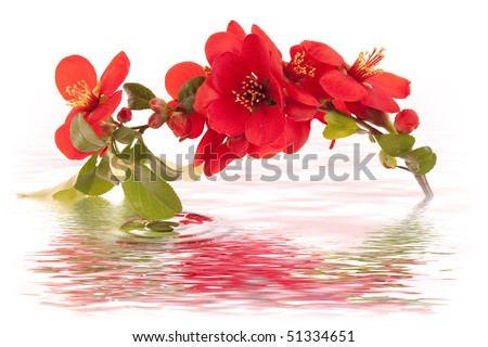 Japanese Quince Tree on a white background with water mirror for you work