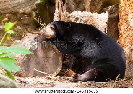 black bear sleep on timber
