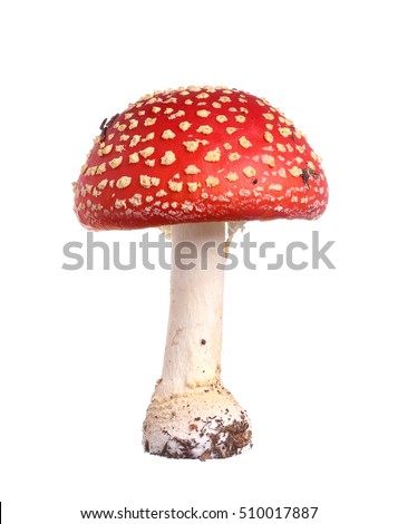 Similar – Fliegenpilz Amanita Muscaria