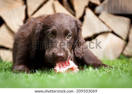 Flat Coated Retriever puppy eats a chicken carcass