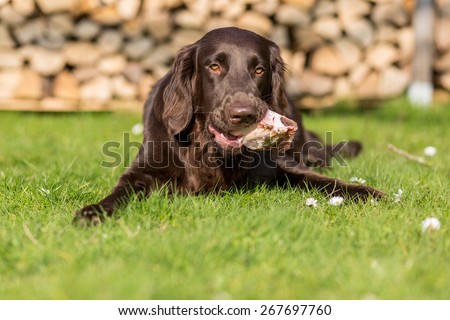 Dog eats a piece of a calf sternum