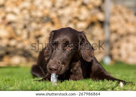 Dog eats a small herring