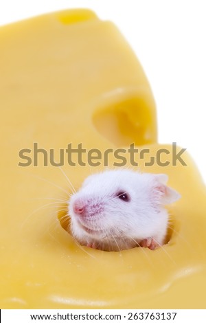 White mouse inside piece of Swiss Cheese
