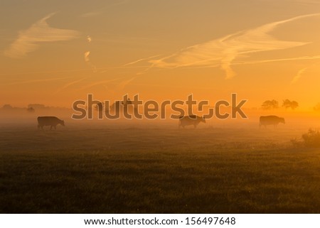 cows at dawn in mist walking with tree in golden light with mist