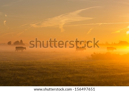 cows at dawn in mist walking with tree in golden light with mist