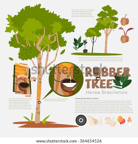 Rubber tree or Hevea brasiliensis with detail info graphic elements. Milk of rubber tree. Benefit. Prodcut from rubber. Typographic design - vector illustration