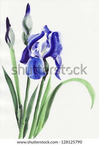 Blue iris flowers original watercolor painting