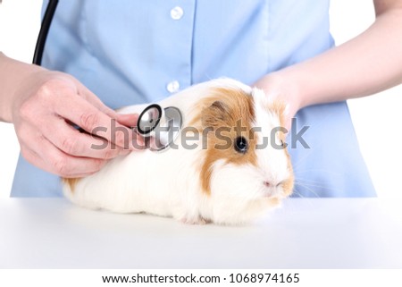 Similar – Image, Stock Photo Guinea Pig near female feet