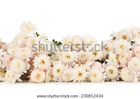Beautiful white chrysanthemums on white background