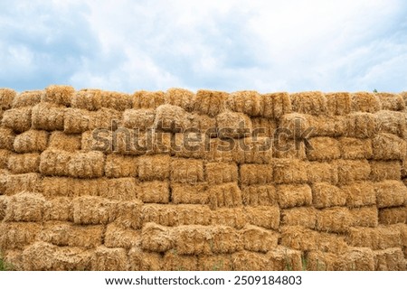 Similar – Image, Stock Photo Yellow golden bales of hay straw in stubble field after harvesting season in agriculture, selective focus