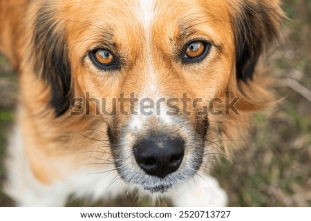 Similar – Image, Stock Photo Dog on grass in summer day. Owner walks with dog outdoors