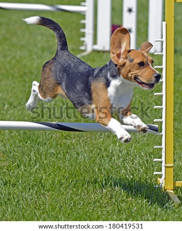 Beagle Dog Jumping Fence  With Ears Up
