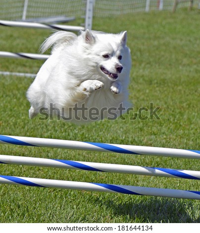 American Eskimo Dog Jumping Over Agility Fence