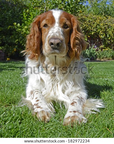 Serious Faced Welsh Springer Spaniel Dog Laying Down Front Facing