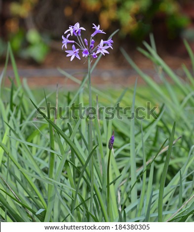 Lavender Society Garlic Flowers and Bud with Leaves in Garden