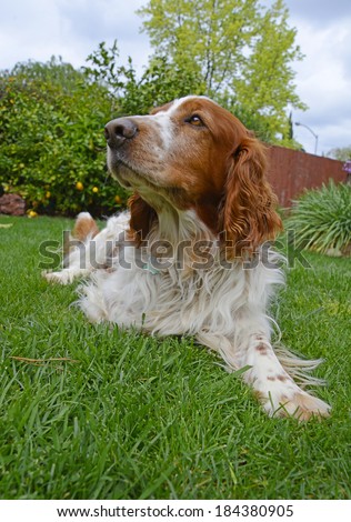 Welsh Springer Spaniel Dog Laying Down and Looking Up to Side