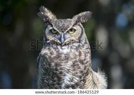 Great Horned Owl With Eyes Open