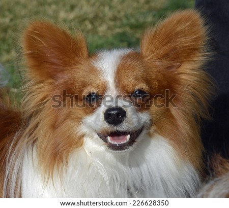 Papillon Dog Smiling Facing Forward