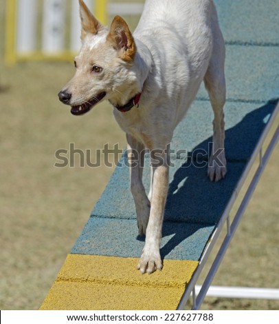 Mixed Breed Dog on Agility Course
