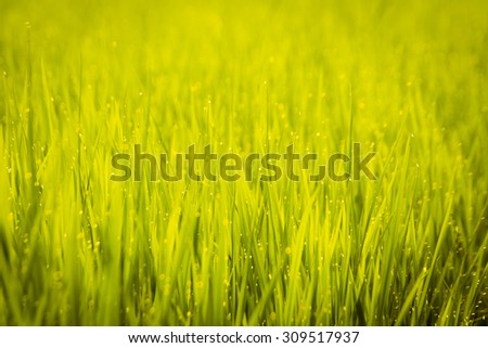 Yellow field with blur water drop and blur foreground and  blur background