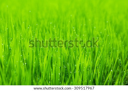 Green field with blur water drop and blur foreground and  blur background