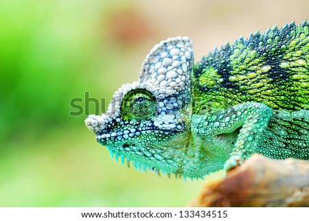 close up of a chameleon at side of the road during the way to work in kenya