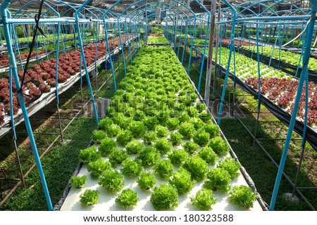Hydroponics Vegetable ,the nutrition in the future,Organic vegetables.