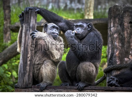 Common Chimpanzee sitting next in the Zoo