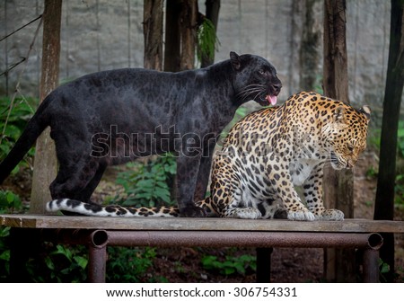 Panthera pardus and black panther