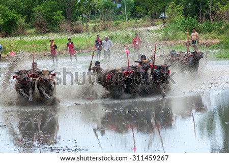 chonburi, thailand, July, 2015, Buffalo races. The event is normally held before the rice planting season and marks the importance of buffaloes.