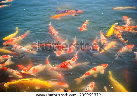Koi Carps Fish Japanese swimming (Cyprinus carpio) in Kokuraen garden, Okayama, Japan