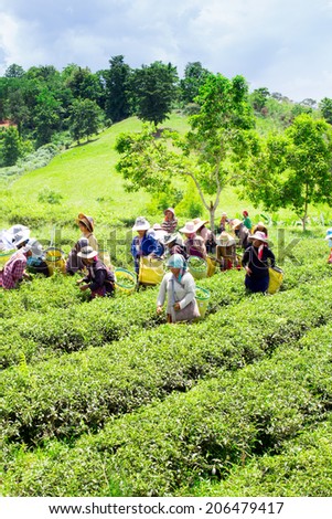 CHIANGRAI, THAILAND - JULY 12: Unidentified workers are harvesting tea leaves at Chiangrai province, Northern of Thailand on July 12,2014