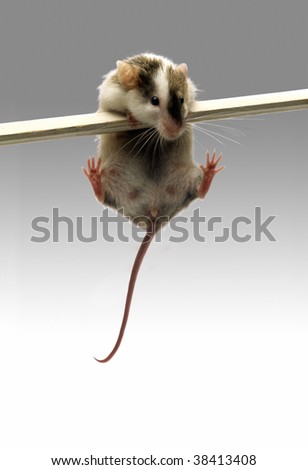 A mouse balancing on a stick on white background.