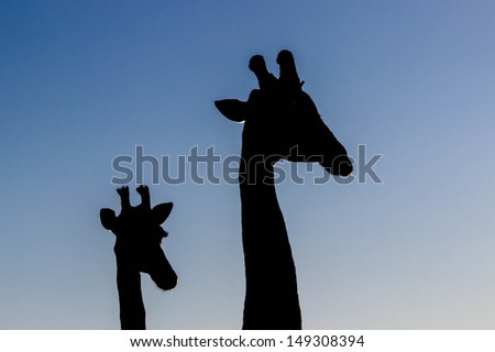 Giraffes Pair of South African giraffes on the look out against a clear sky.