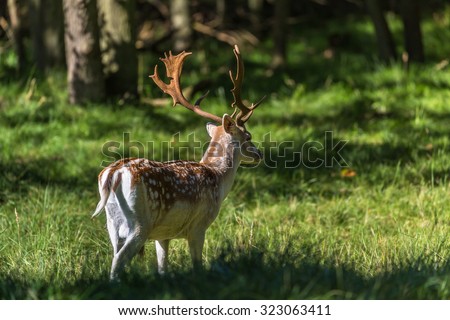 Fallow deer buck looking for love\
The estrous cycle in october arouses the fallow deer buck