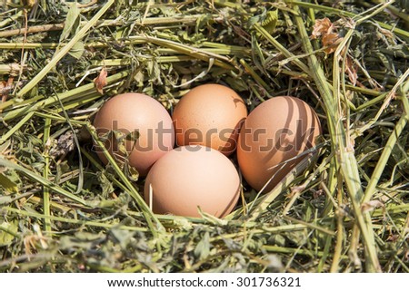 Fresh country eggs