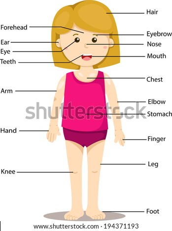 Illustrator Of Girl With Labeled Body Parts Stock Vector 194371193 ...