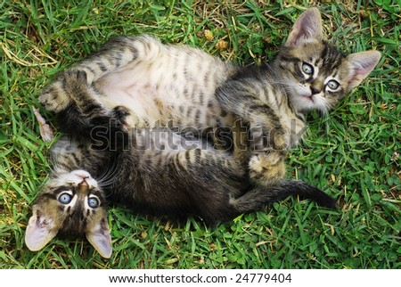 Little cats on a green grass