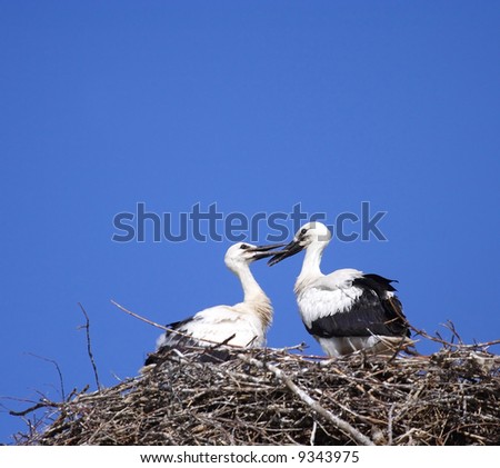 White Stork on the nest. Russia, Voronezh preserve