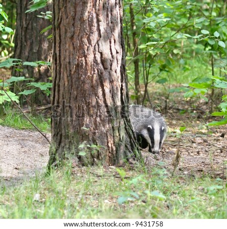 Badger. Russian nature.